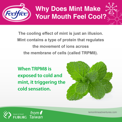 Why Does Mint Make  Your Mouth Feel Cool?